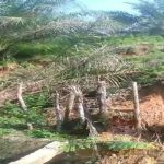 FB_IMG_1771387599324